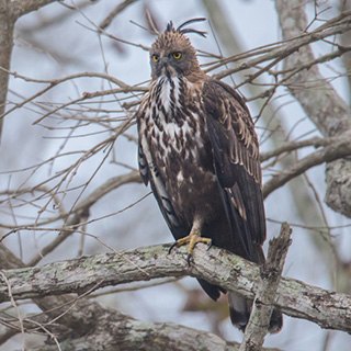 Kabini - Indische slangenarend